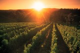 oceania wine tourism
